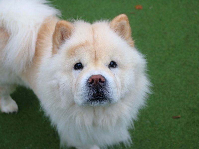 Pet Image